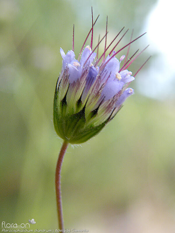 Pterocephalidium diandrum - Flor (geral) | Adelaide Clemente; CC BY-NC 4.0