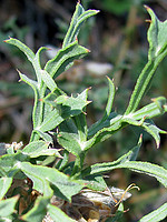 Pterospartum tridentatum