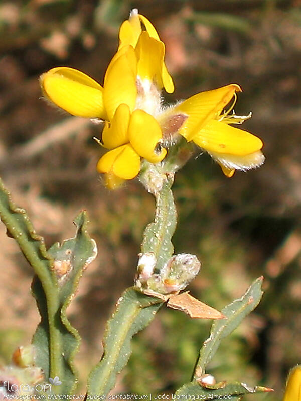 Pterospartum tridentatum - Flor (close-up) | João Domingues Almeida; CC BY-NC 4.0