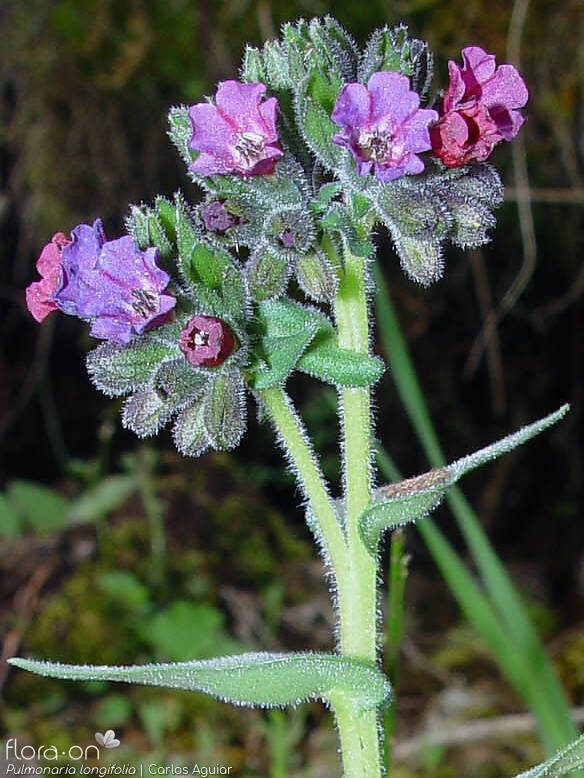 Pulmonaria longifolia - Flor (geral) | Carlos Aguiar; CC BY-NC 4.0