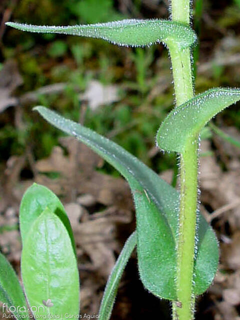 Pulmonaria longifolia - Caule | Carlos Aguiar; CC BY-NC 4.0