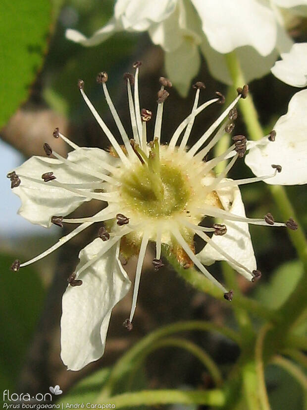 Pyrus bourgaeana - Flor (close-up) | André Carapeto; CC BY-NC 4.0