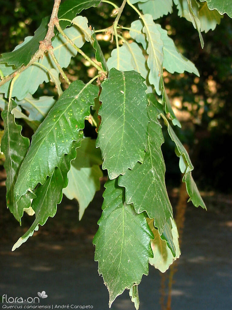 Quercus canariensis - Folha | André Carapeto; CC BY-NC 4.0