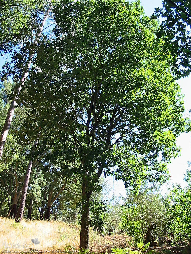Quercus canariensis - Hábito | André Carapeto; CC BY-NC 4.0