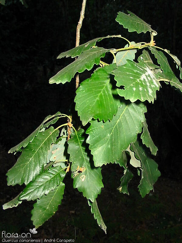 Quercus canariensis - Folha (geral) | André Carapeto; CC BY-NC 4.0