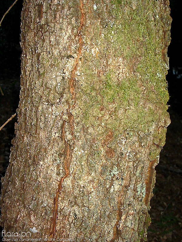 Quercus canariensis - Caule | André Carapeto; CC BY-NC 4.0