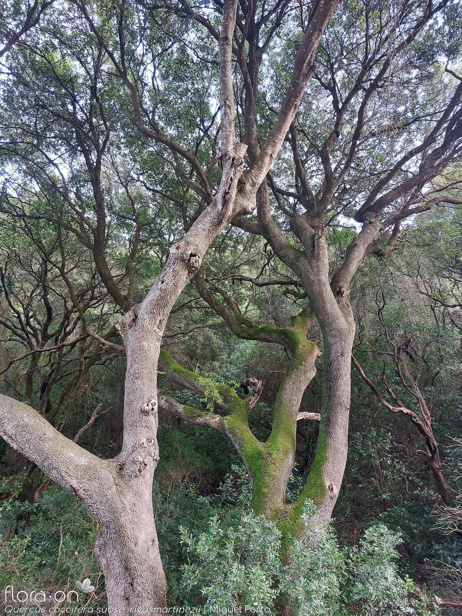 Quercus coccifera - Caule | Miguel Porto; CC BY-NC 4.0