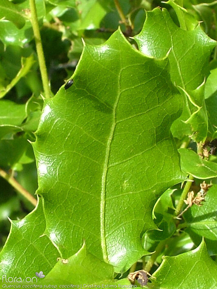 Quercus coccifera - Folha | Cristina Estima Ramalho; CC BY-NC 4.0
