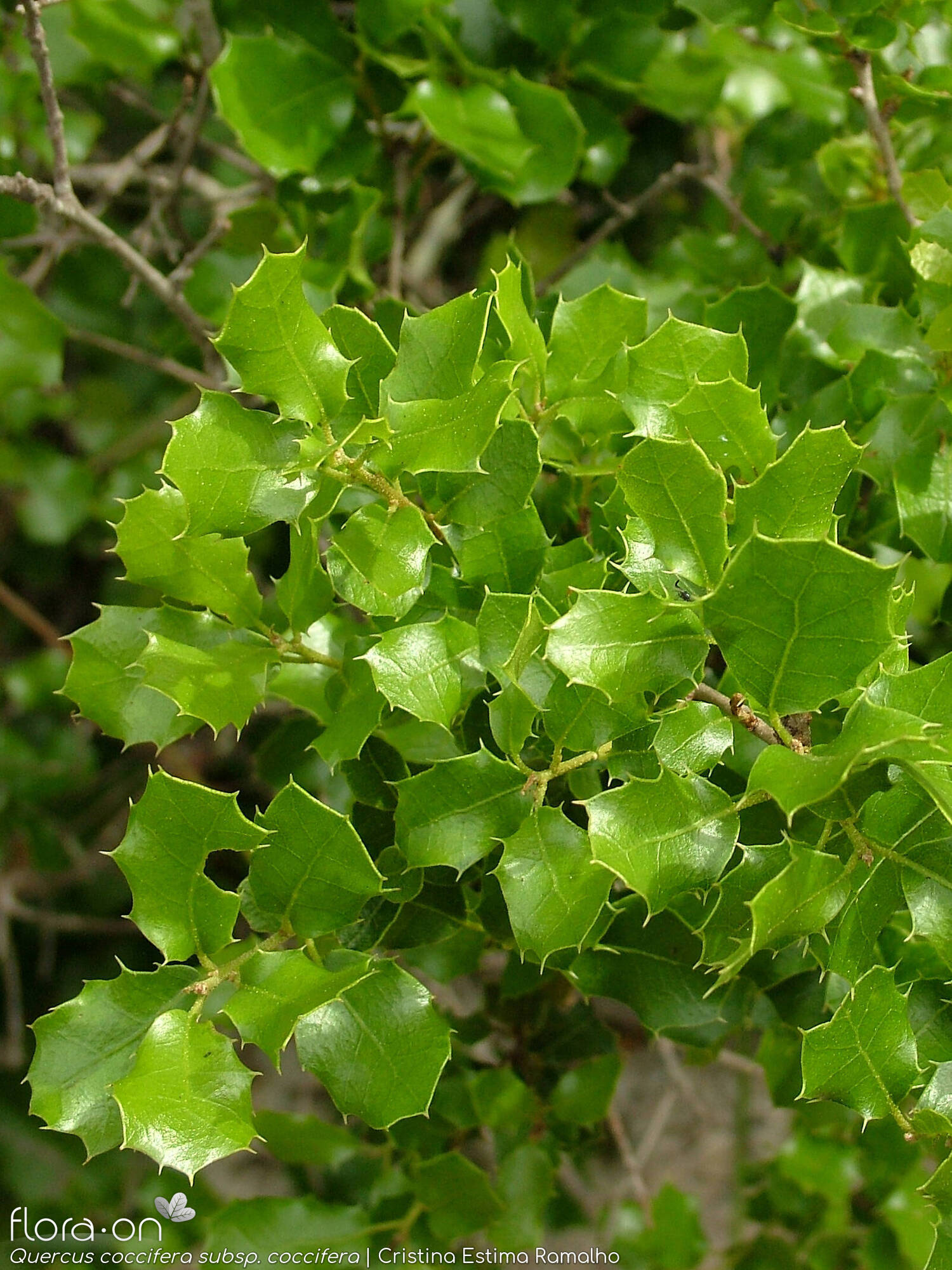 Quercus coccifera - Folha (geral) | Cristina Estima Ramalho; CC BY-NC 4.0