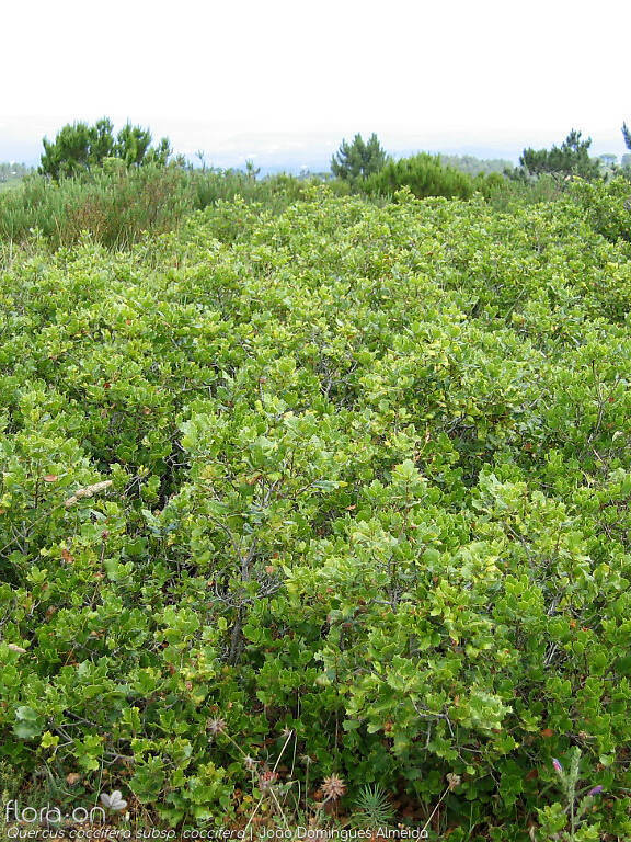 Quercus coccifera - Hábito | João Domingues Almeida; CC BY-NC 4.0
