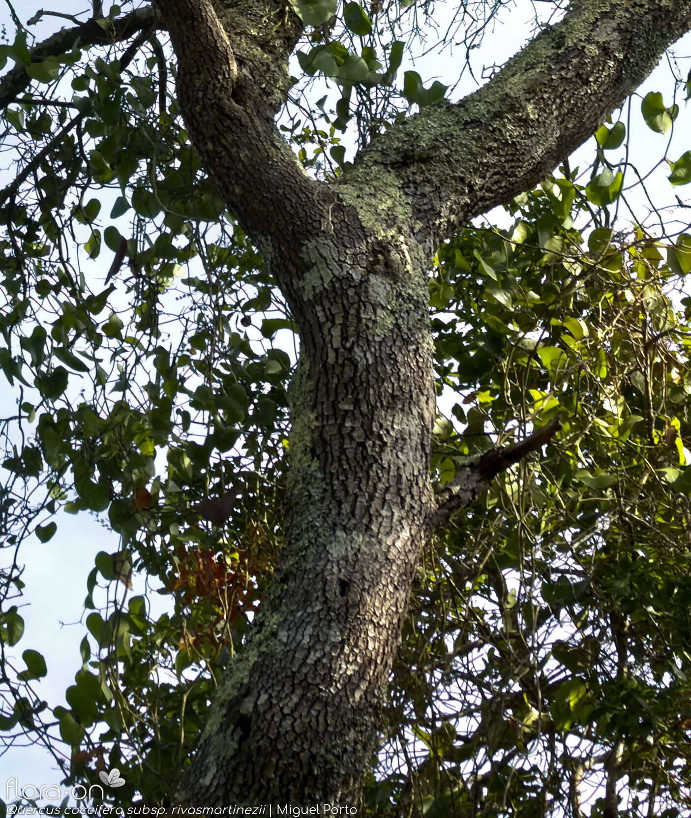 Quercus coccifera - Caule | Miguel Porto; CC BY-NC 4.0