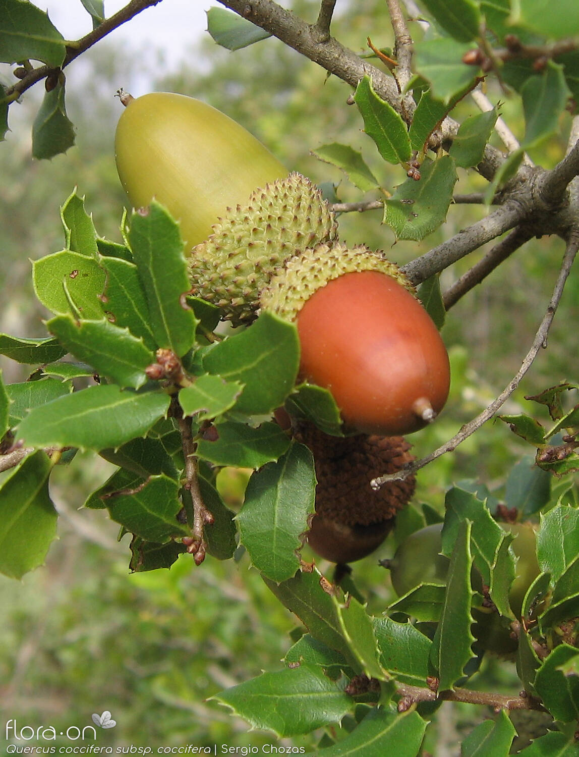 Quercus coccifera - Fruto | Sergio Chozas; CC BY-NC 4.0