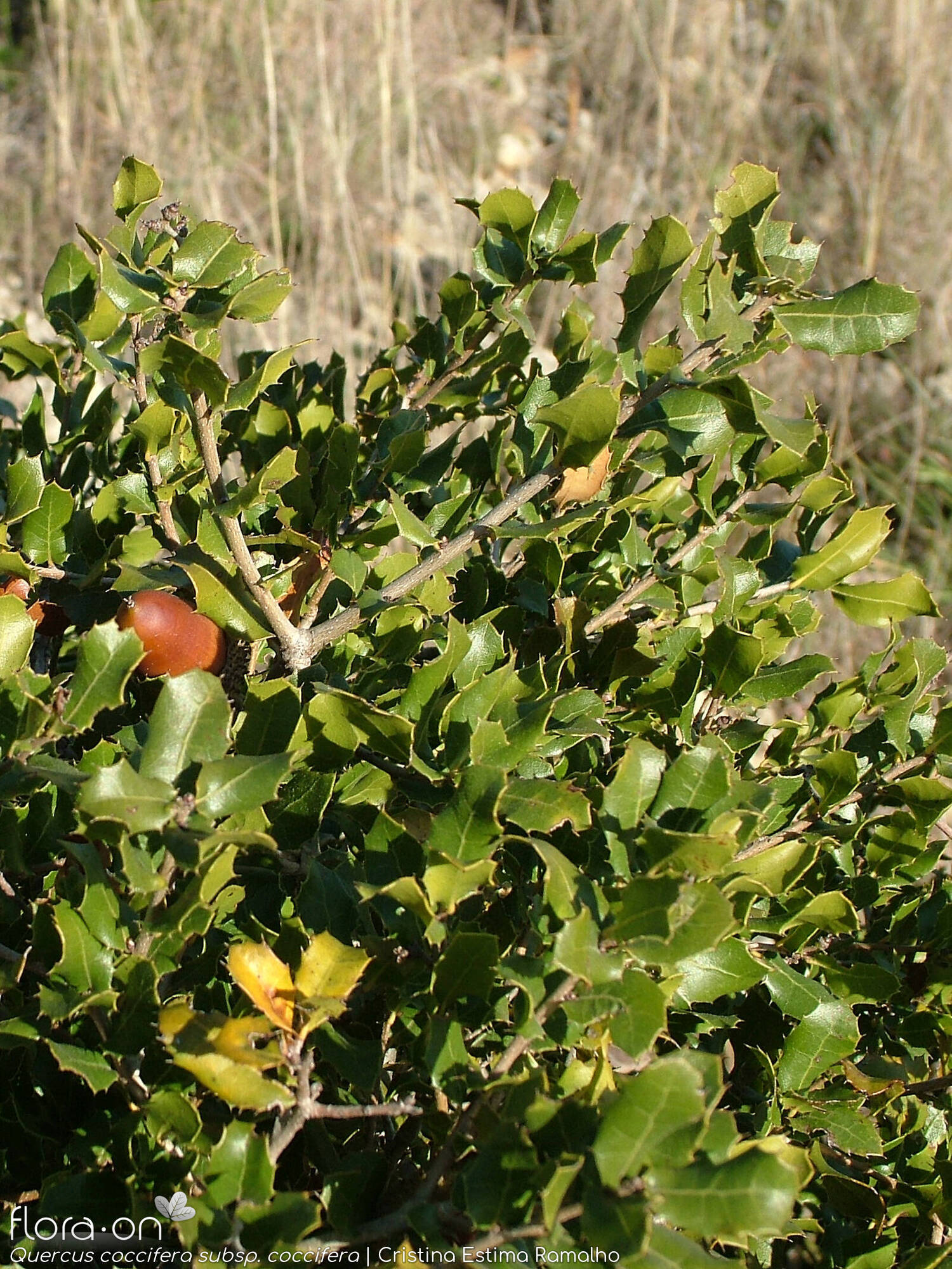 Quercus coccifera - Hábito | Cristina Estima Ramalho; CC BY-NC 4.0
