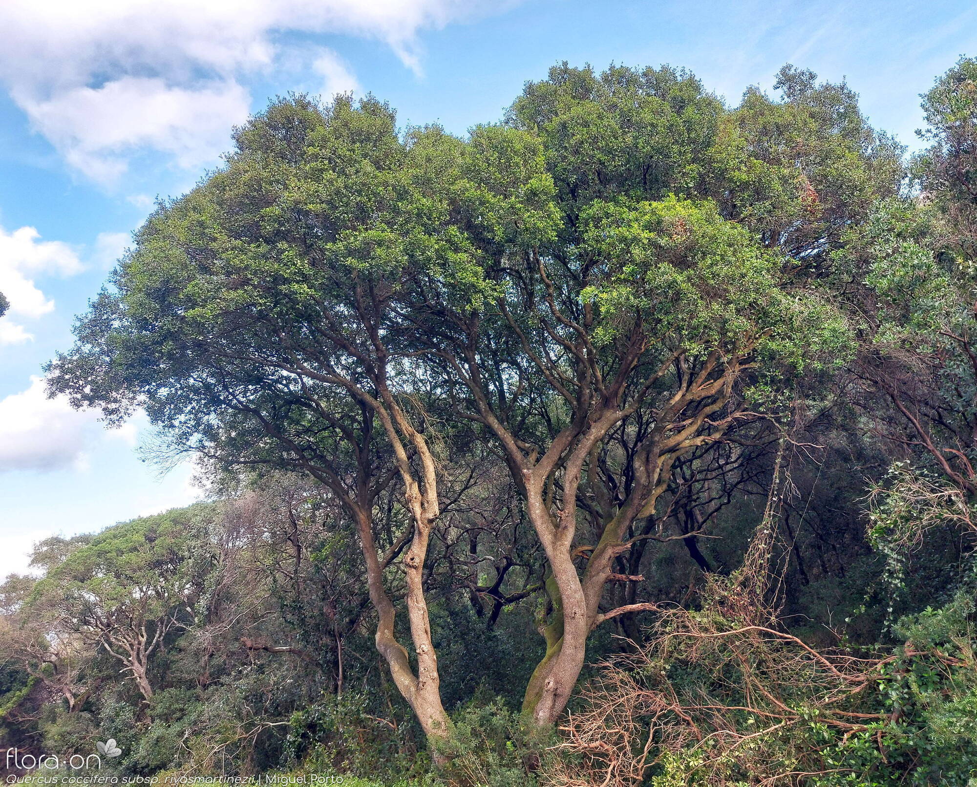 Quercus coccifera - Hábito | Miguel Porto; CC BY-NC 4.0