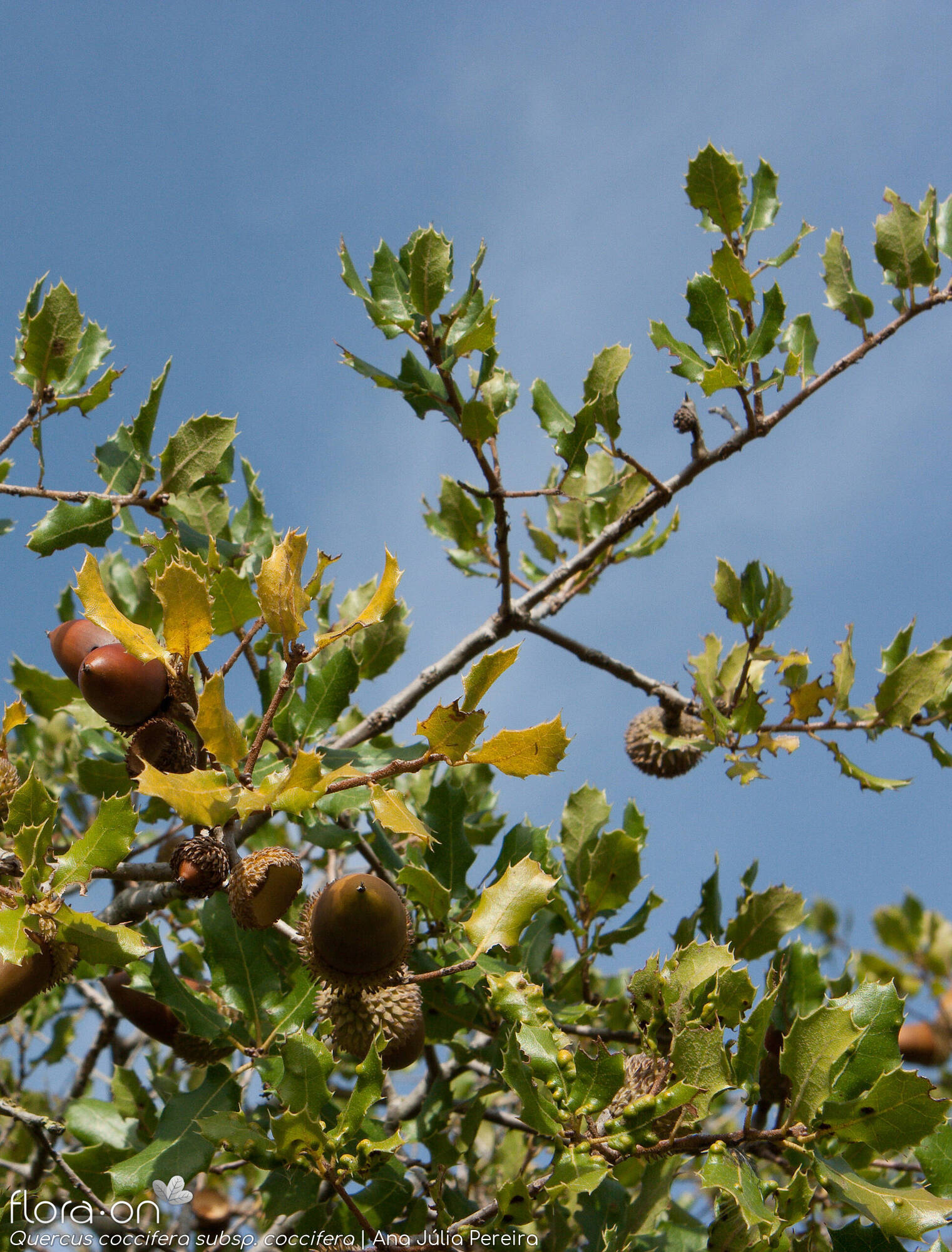 Quercus coccifera - Ramo | Ana Júlia Pereira; CC BY-NC 4.0