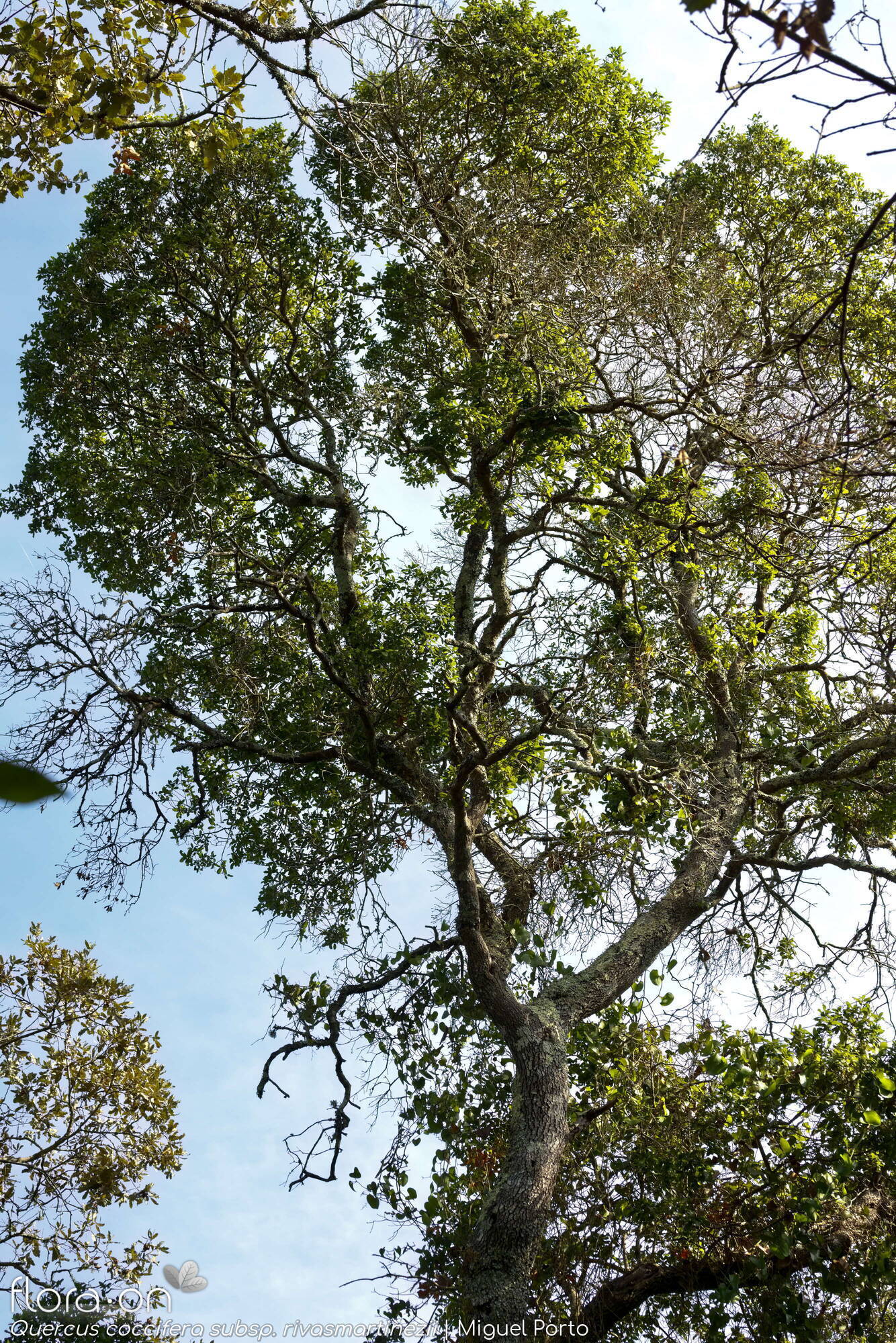 Quercus coccifera - Hábito | Miguel Porto; CC BY-NC 4.0