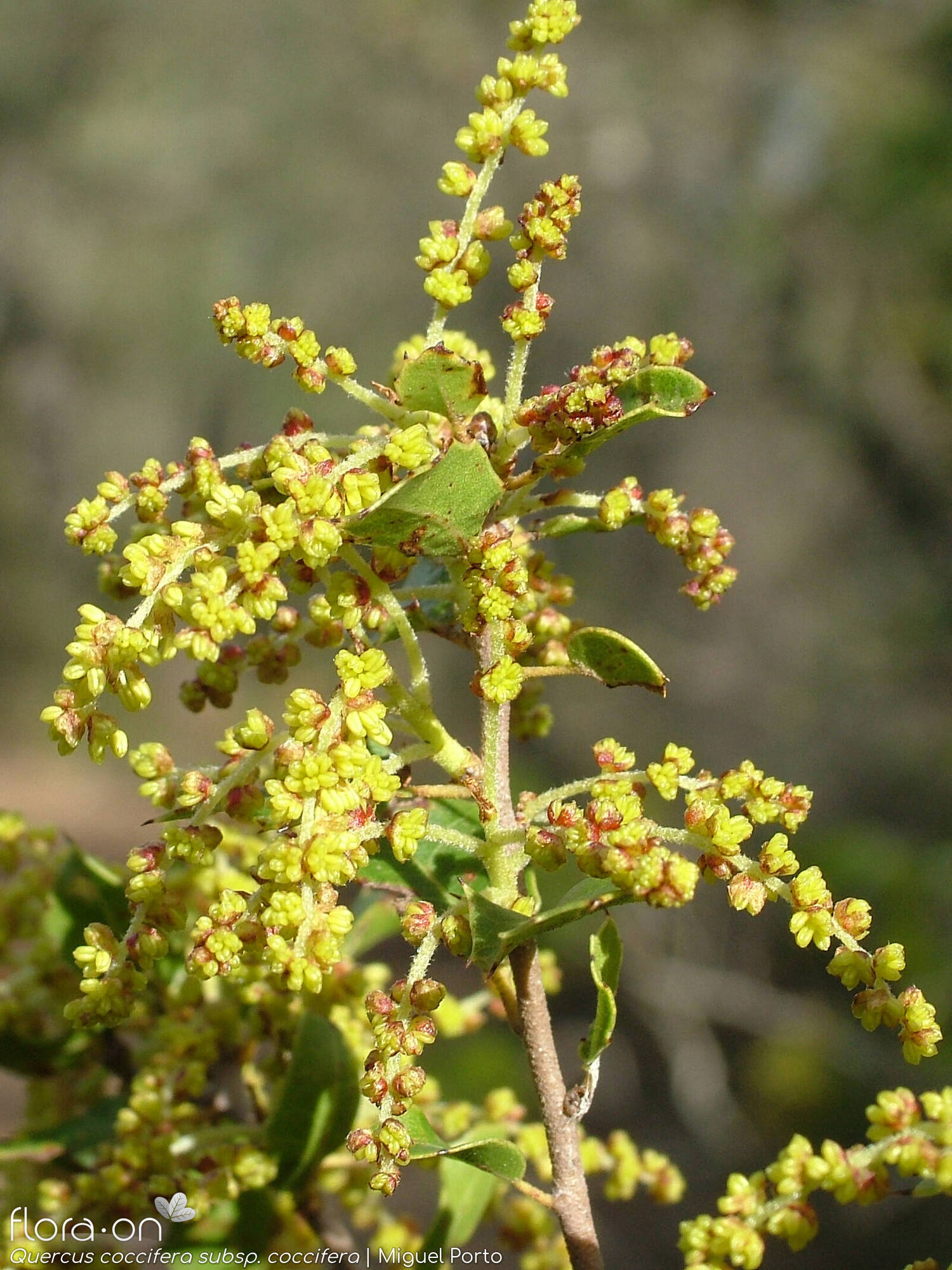 Quercus coccifera - Flor (geral) | Miguel Porto; CC BY-NC 4.0