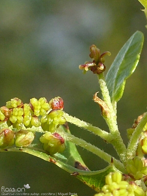 Quercus coccifera - Flor (close-up) | Miguel Porto; CC BY-NC 4.0