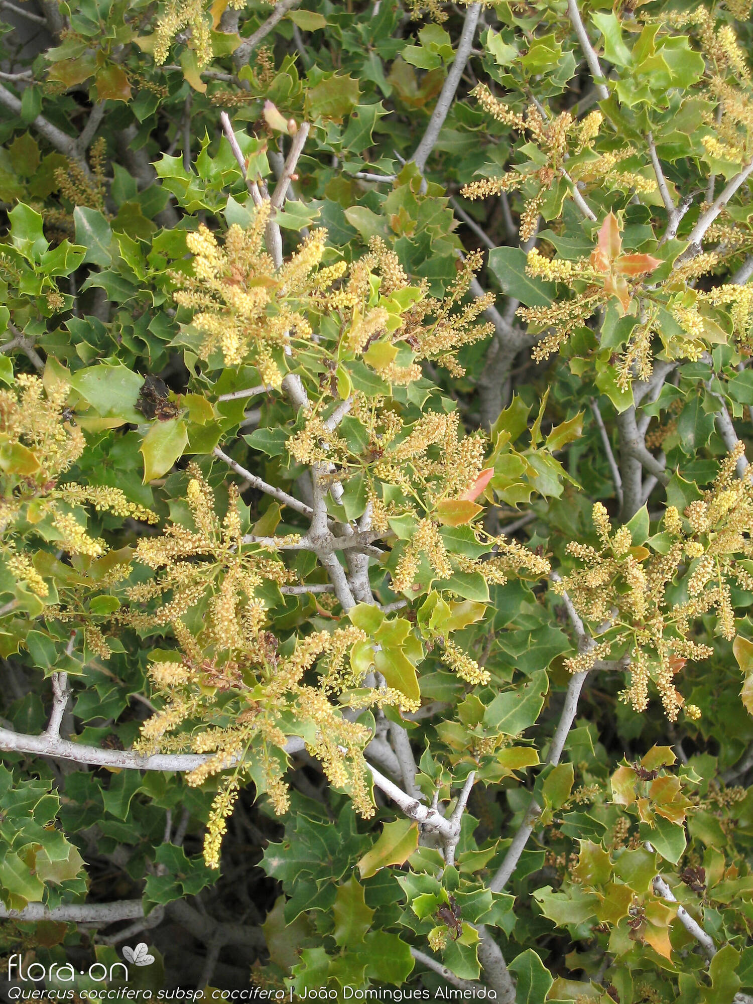 Quercus coccifera - Flor (geral) | João Domingues Almeida; CC BY-NC 4.0