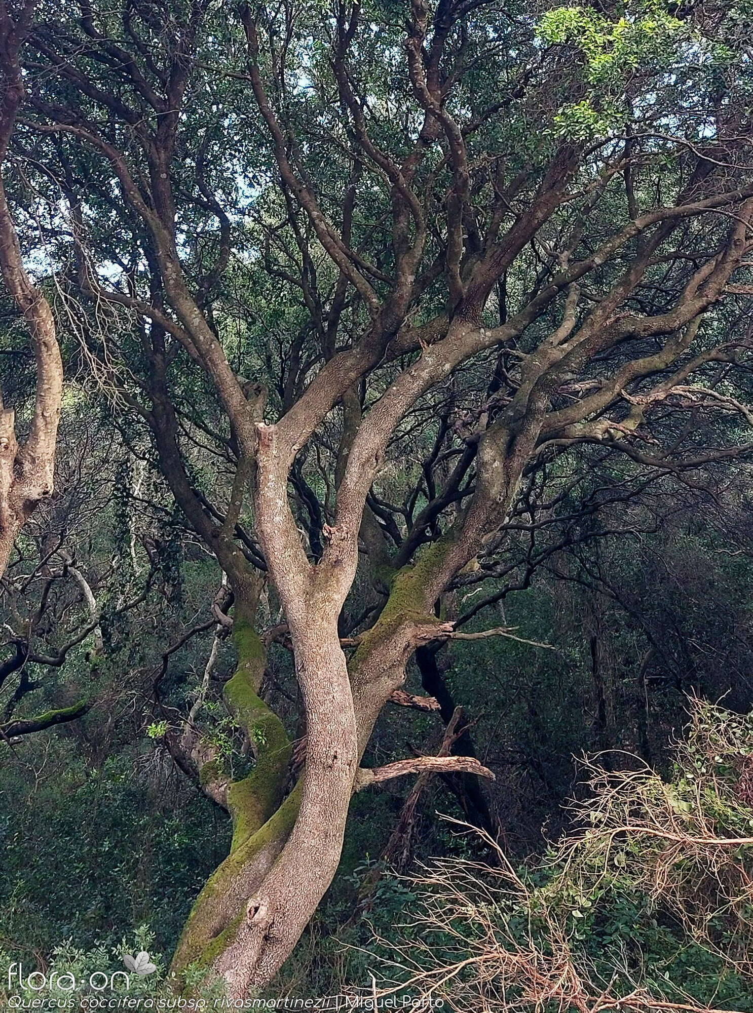 Quercus coccifera - Caule | Miguel Porto; CC BY-NC 4.0