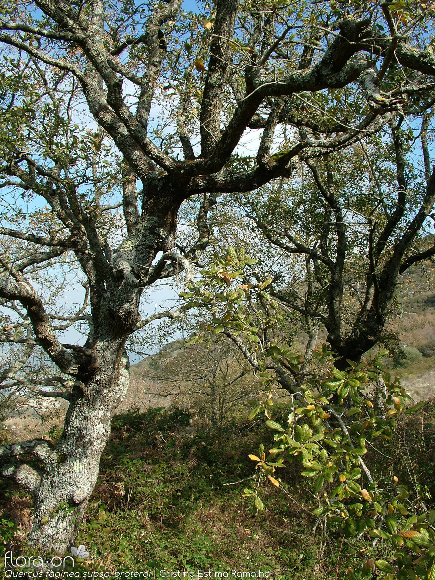 Quercus faginea - Hábito | Cristina Estima Ramalho; CC BY-NC 4.0
