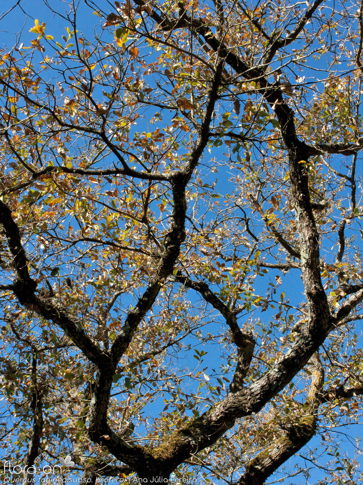 Quercus faginea - Hábito | Ana Júlia Pereira; CC BY-NC 4.0