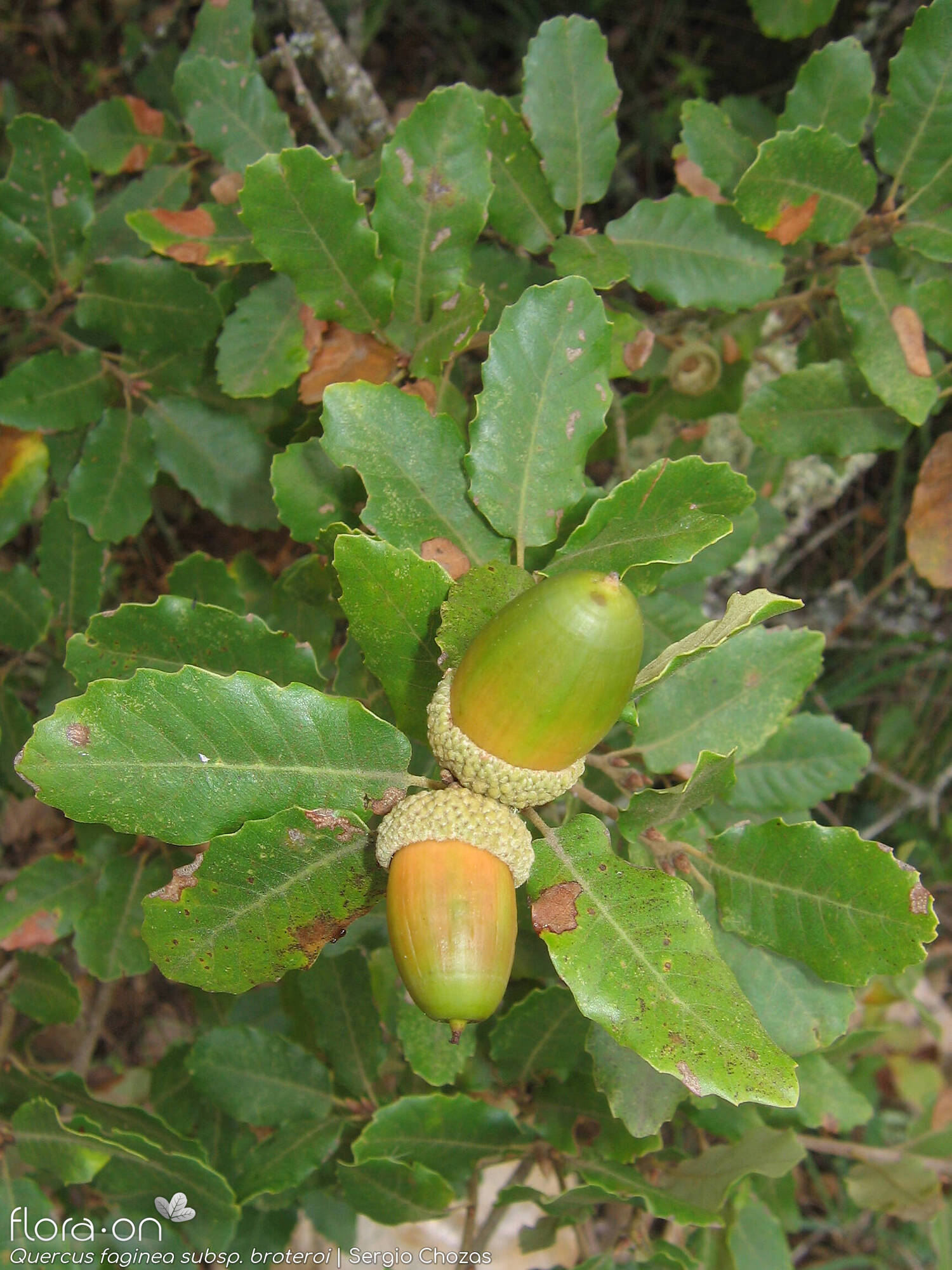 Quercus faginea - Fruto | Sergio Chozas; CC BY-NC 4.0