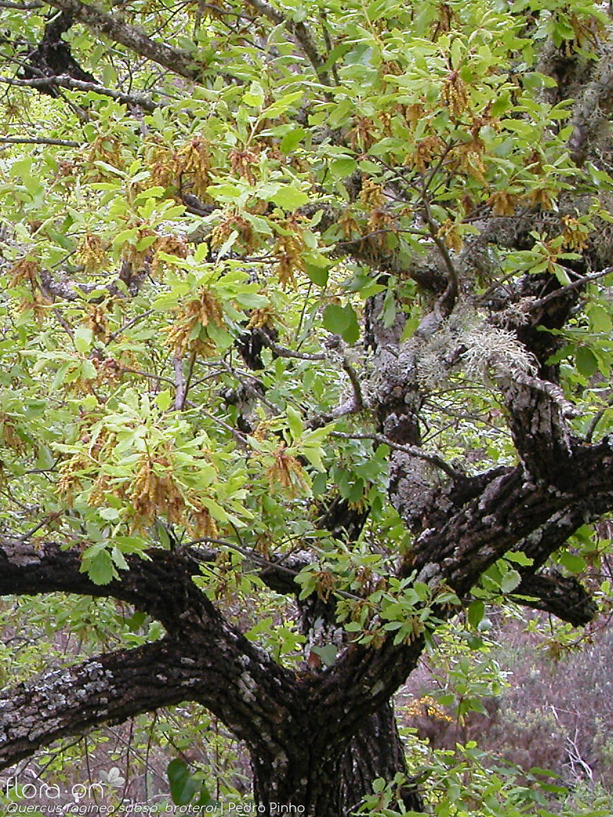 Quercus faginea - Hábito | Pedro Pinho; CC BY-NC 4.0