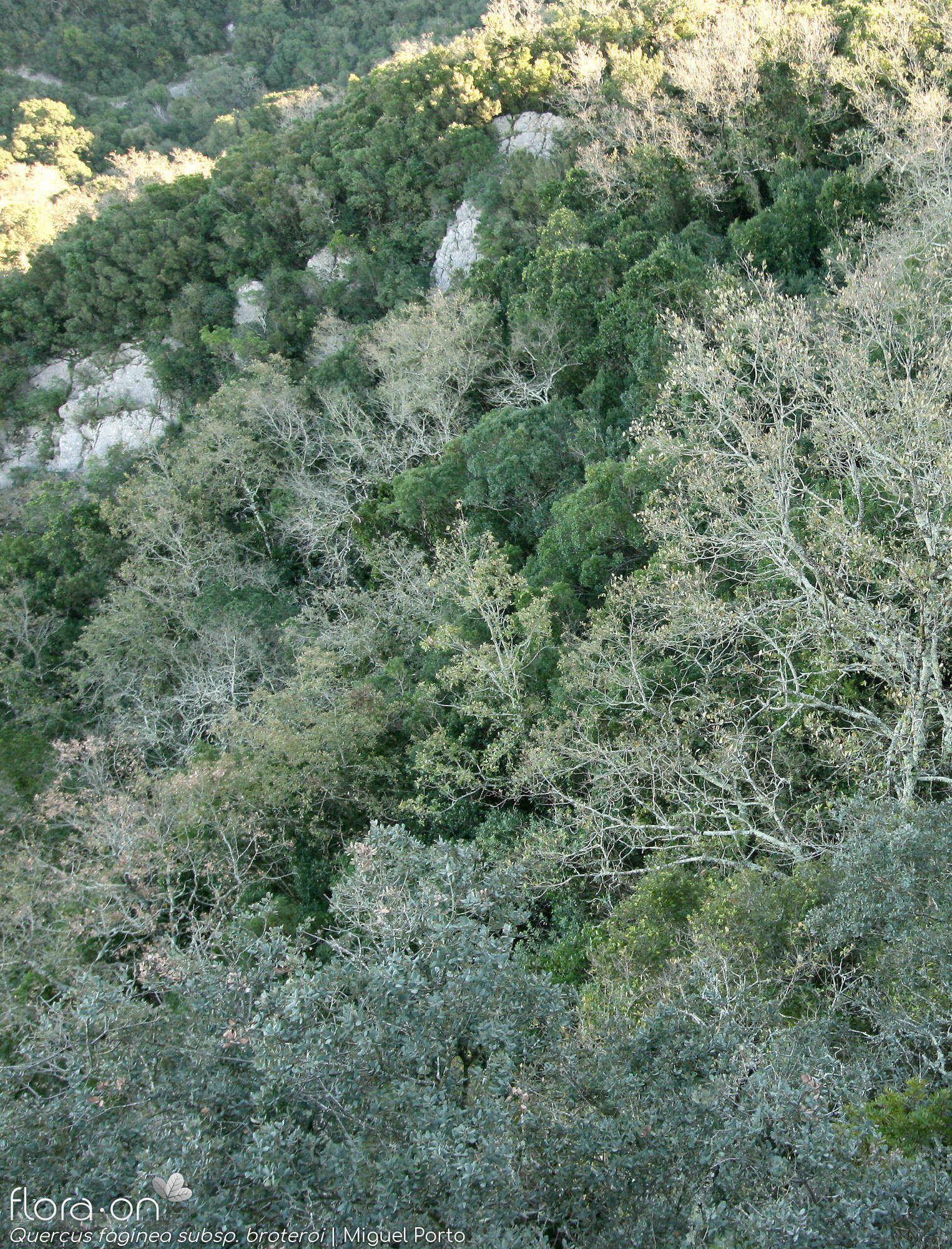 Quercus faginea - Habitat | Miguel Porto; CC BY-NC 4.0