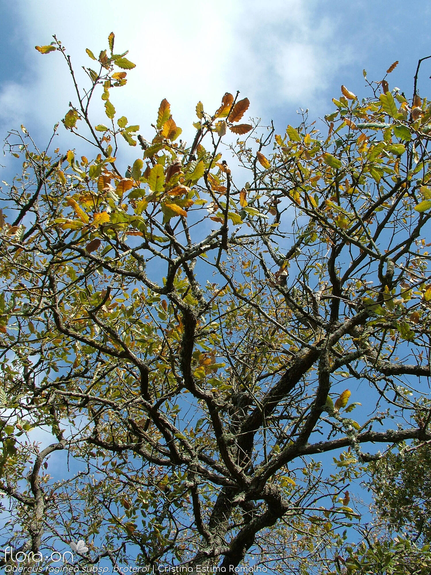 Quercus faginea - Hábito | Cristina Estima Ramalho; CC BY-NC 4.0