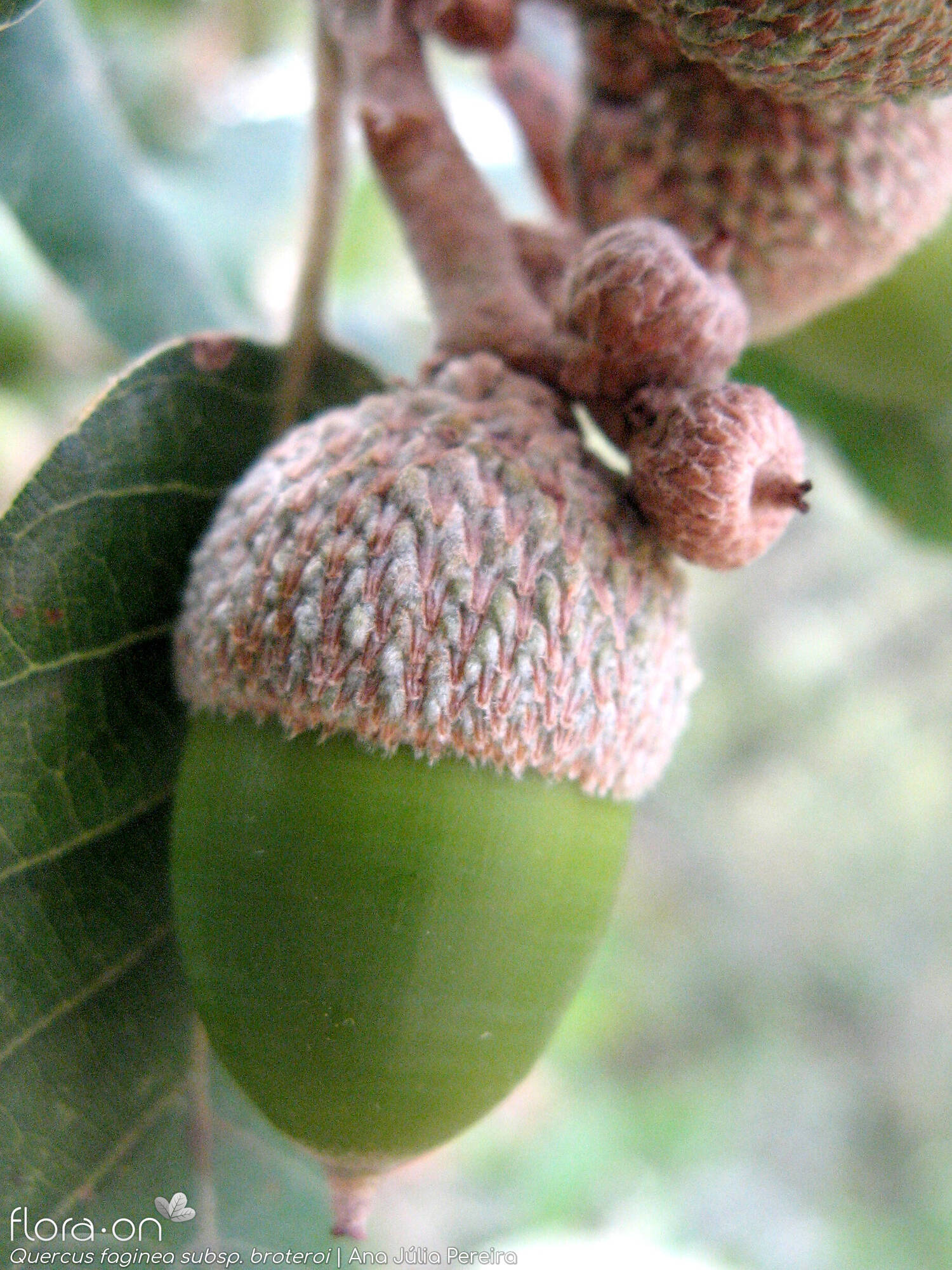 Quercus faginea - Fruto | Ana Júlia Pereira; CC BY-NC 4.0