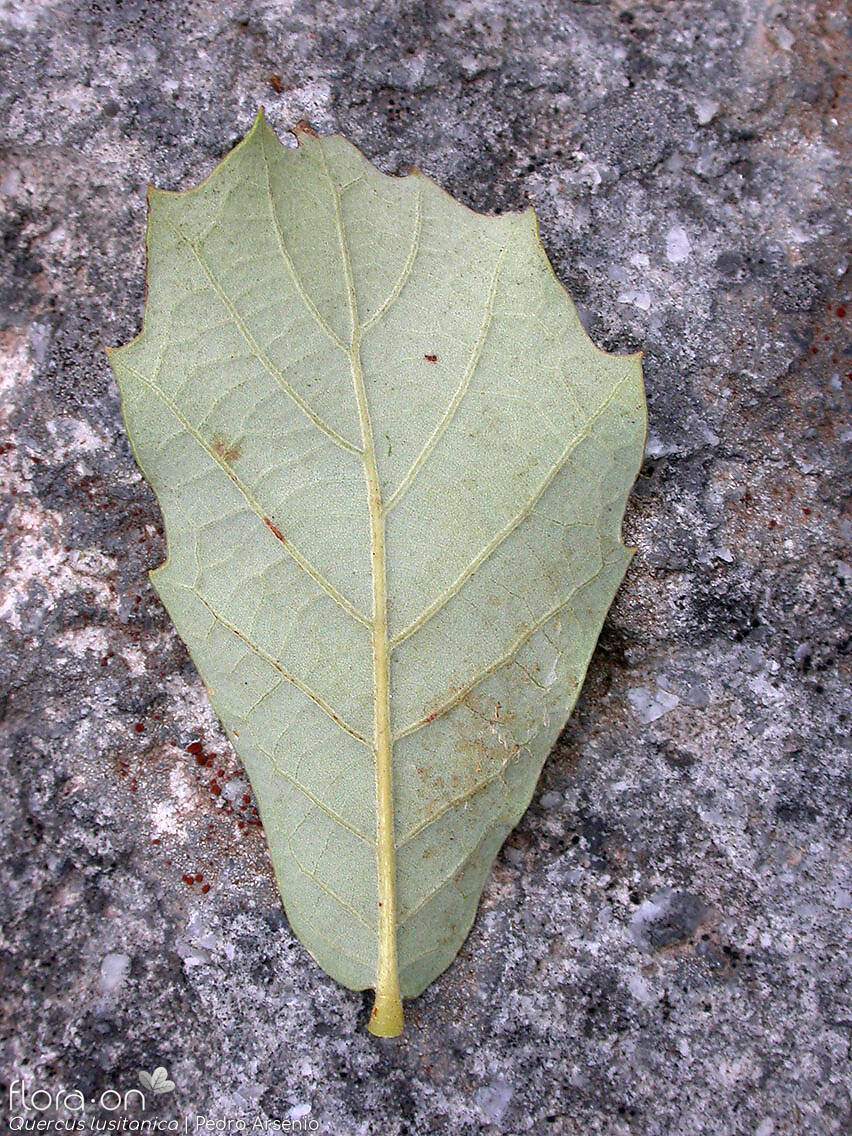 Quercus lusitanica - Folha | Pedro Arsénio; CC BY-NC 4.0