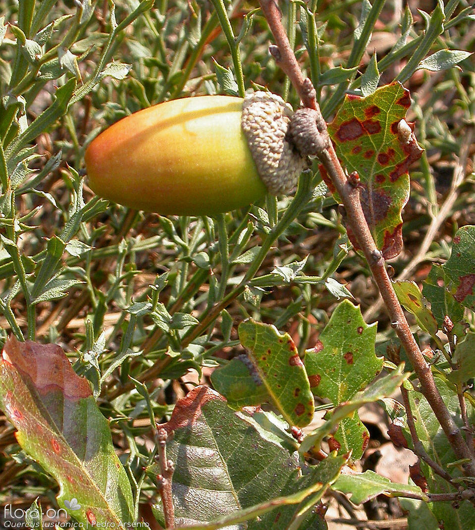 Quercus lusitanica - Fruto | Pedro Arsénio; CC BY-NC 4.0