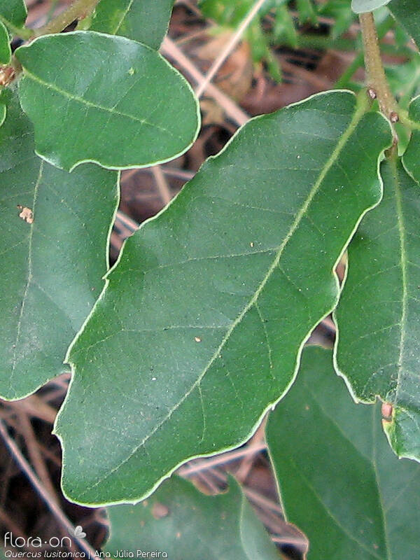 Quercus lusitanica - Folha | Ana Júlia Pereira; CC BY-NC 4.0
