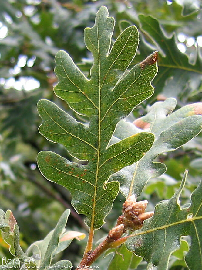 Quercus pyrenaica - Folha | João Domingues Almeida; CC BY-NC 4.0
