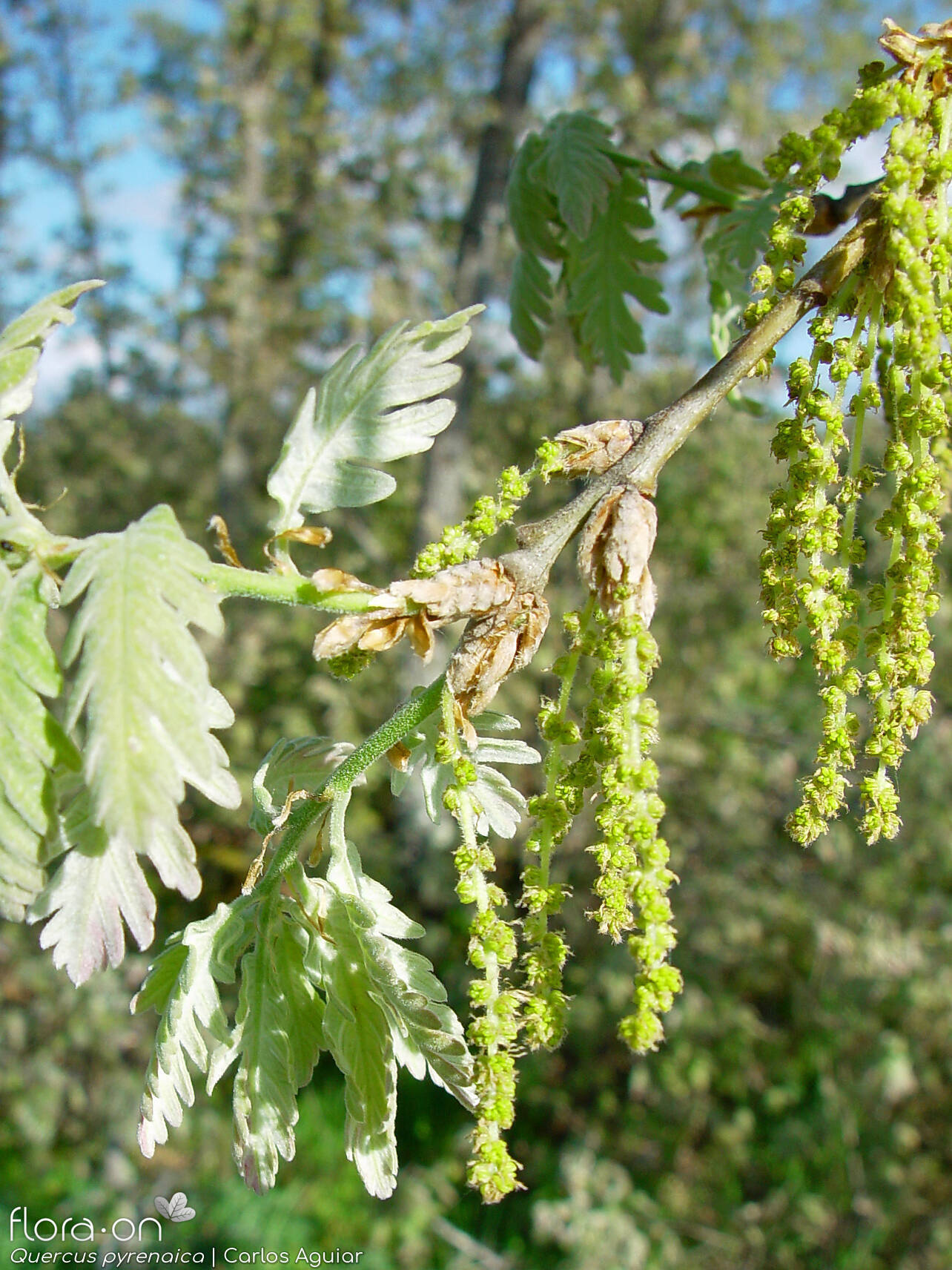Quercus pyrenaica - Flor (geral) | Carlos Aguiar; CC BY-NC 4.0