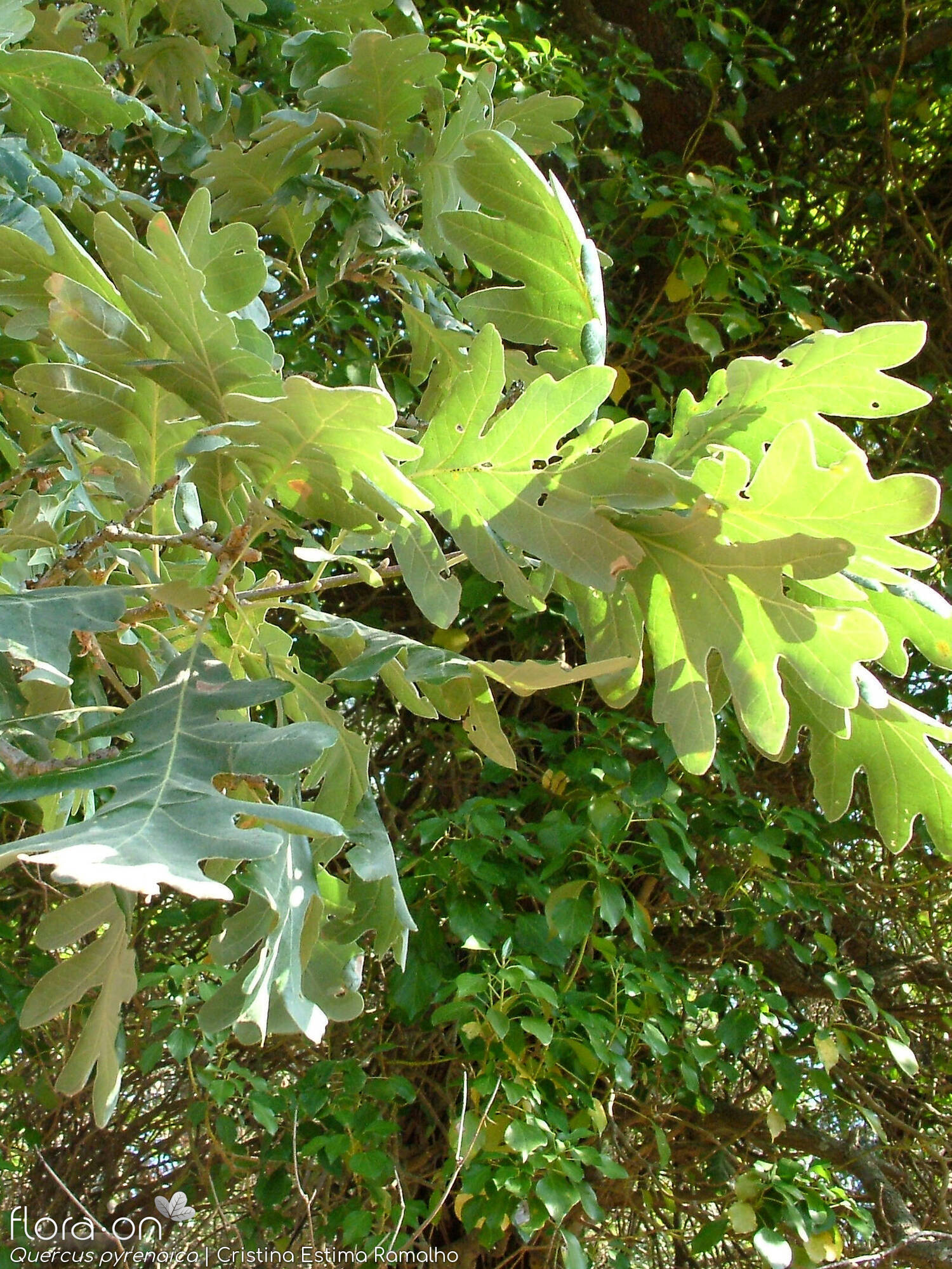 Quercus pyrenaica - Ramo | Cristina Estima Ramalho; CC BY-NC 4.0