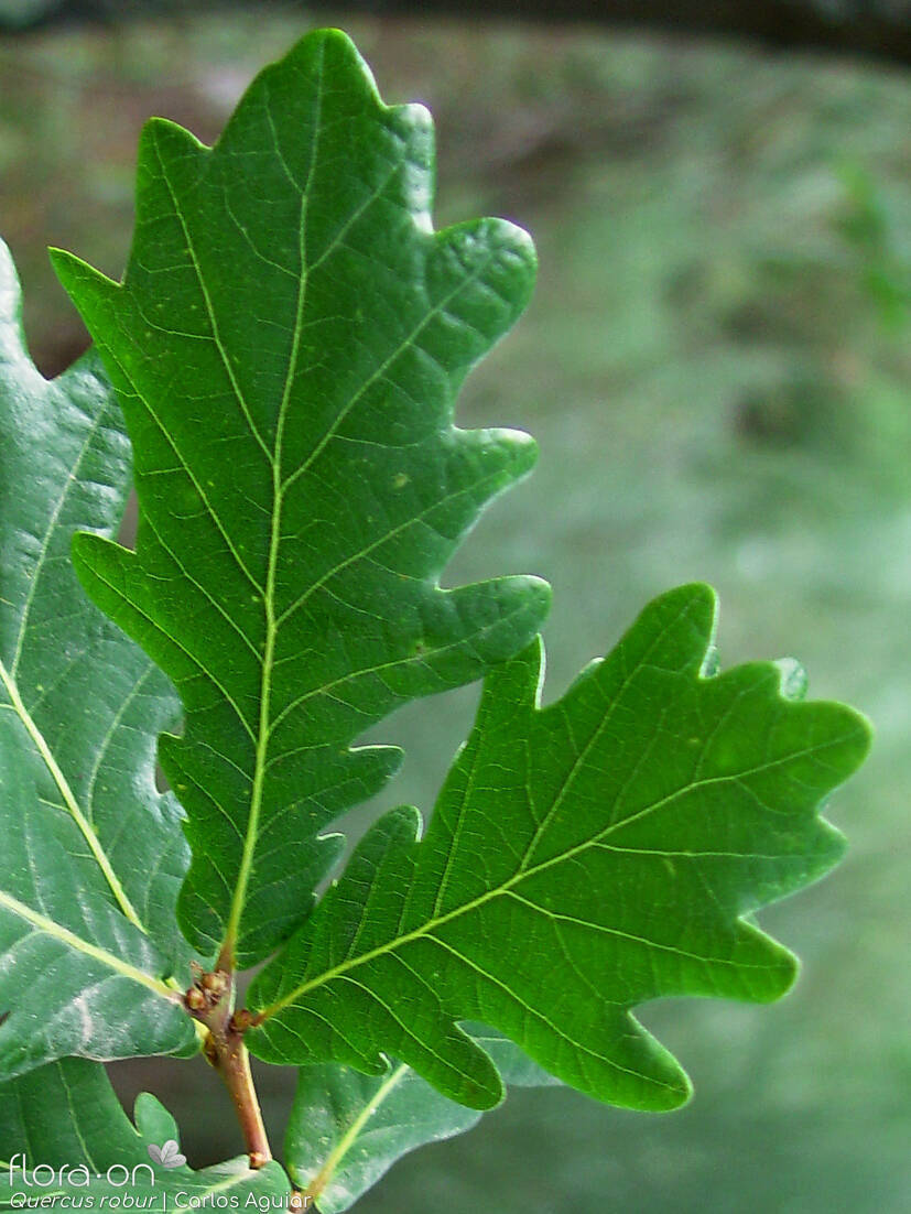 Quercus robur - Folha | Carlos Aguiar; CC BY-NC 4.0