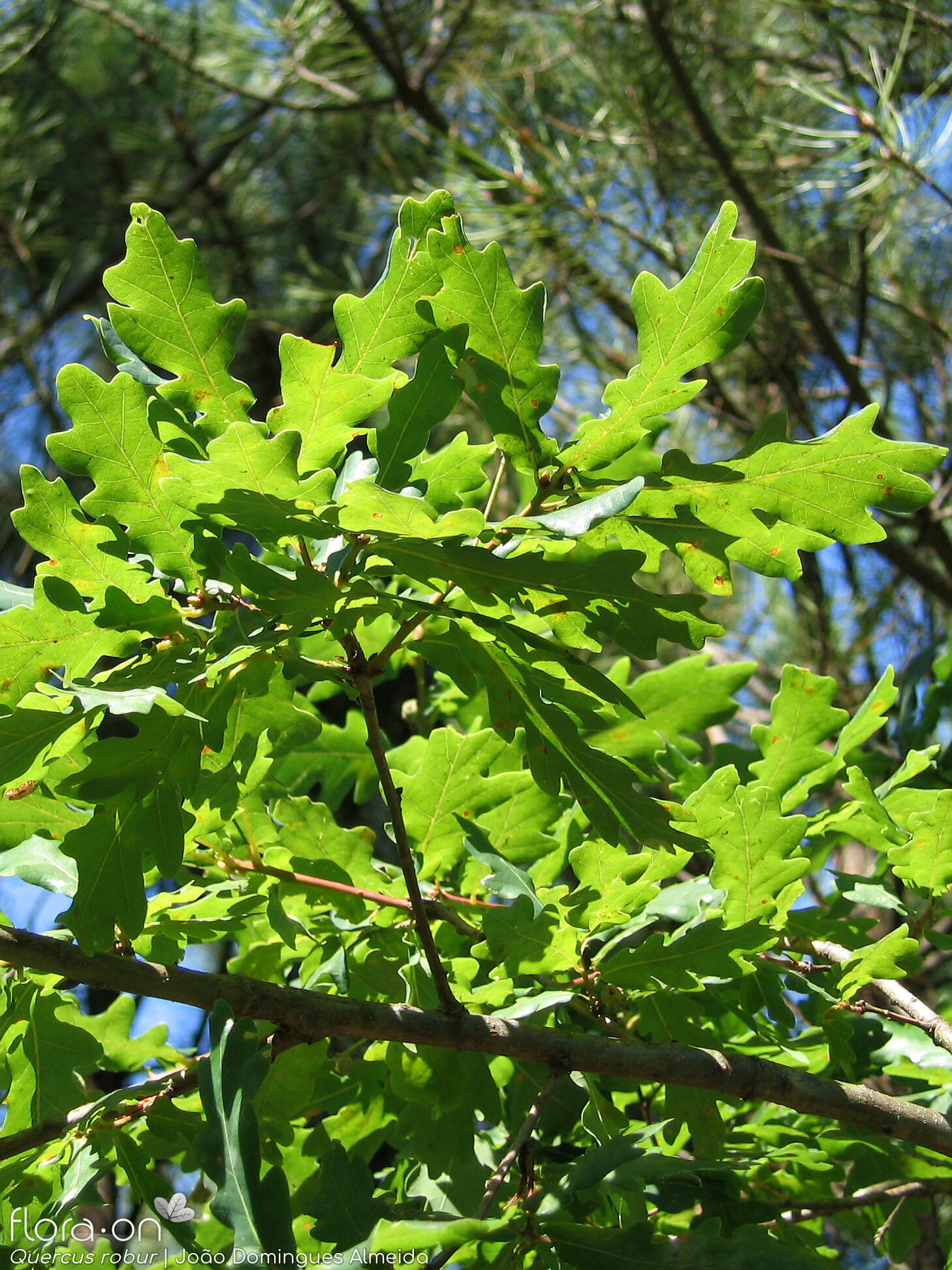 Quercus robur - Ramo | João Domingues Almeida; CC BY-NC 4.0