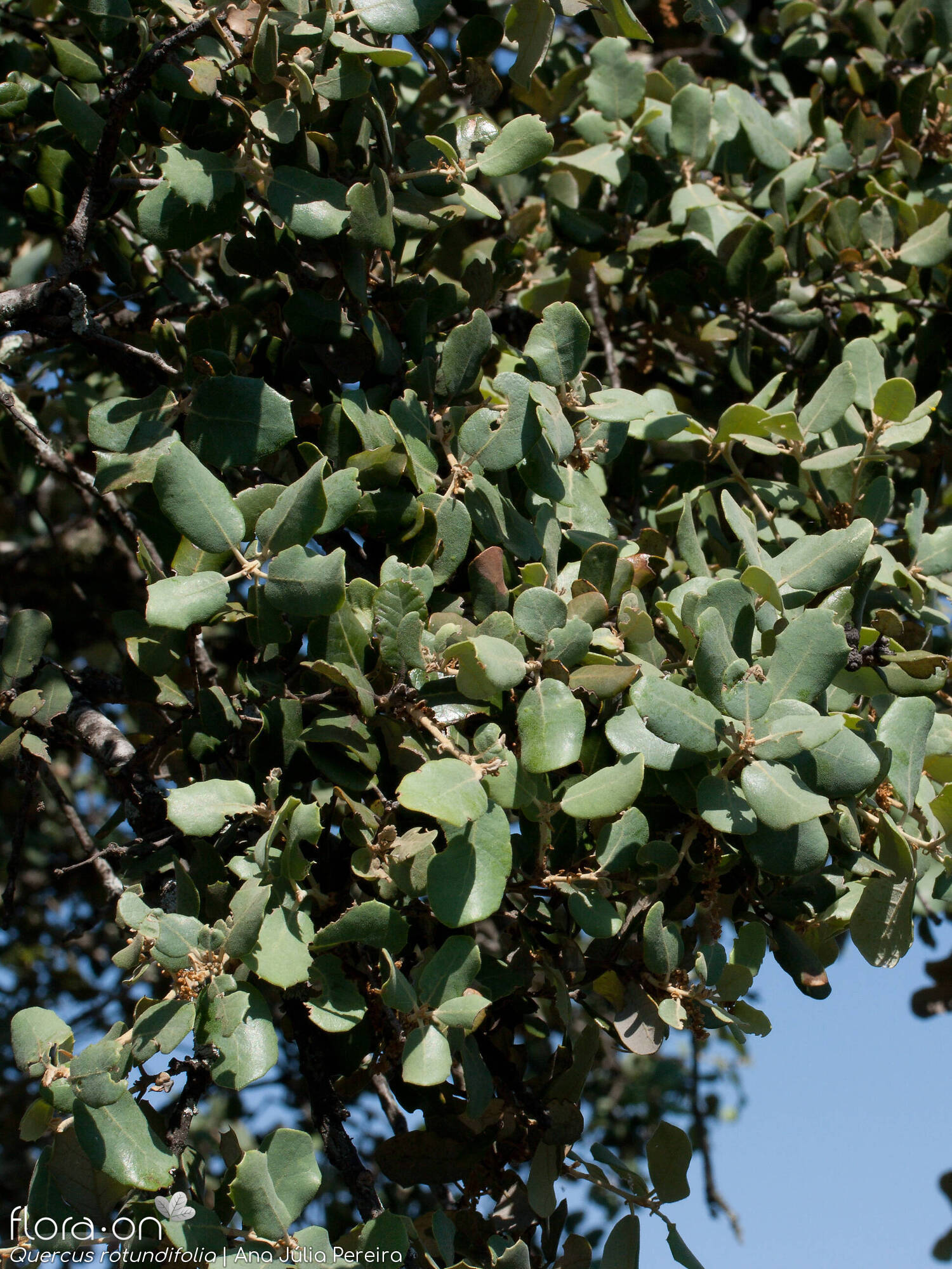 Quercus rotundifolia - Ramo | Ana Júlia Pereira; CC BY-NC 4.0