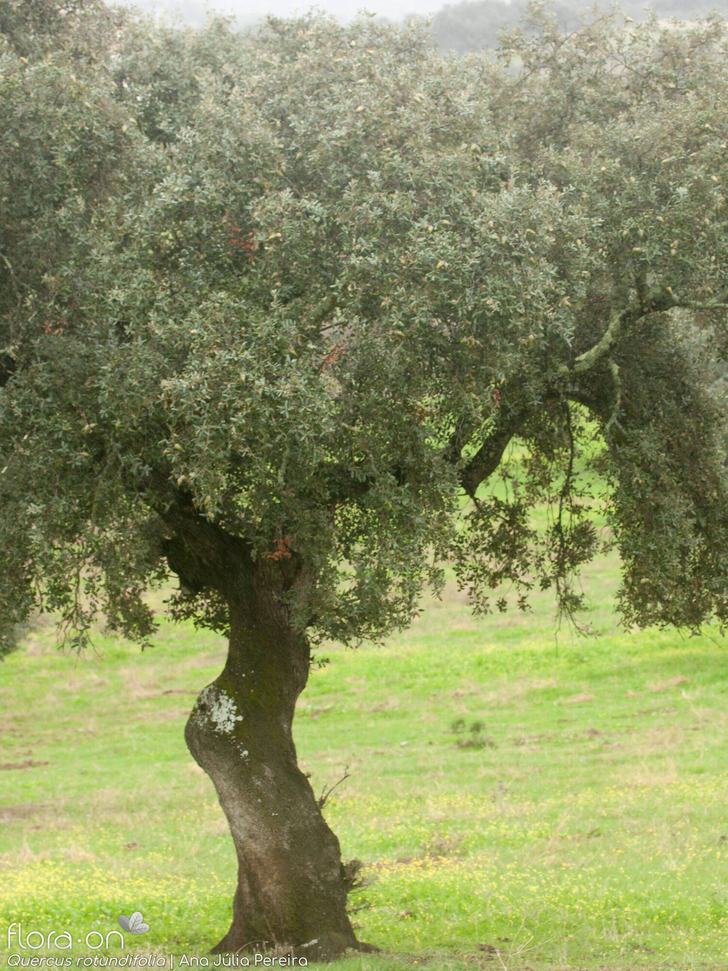 Quercus rotundifolia - Hábito | Ana Júlia Pereira; CC BY-NC 4.0