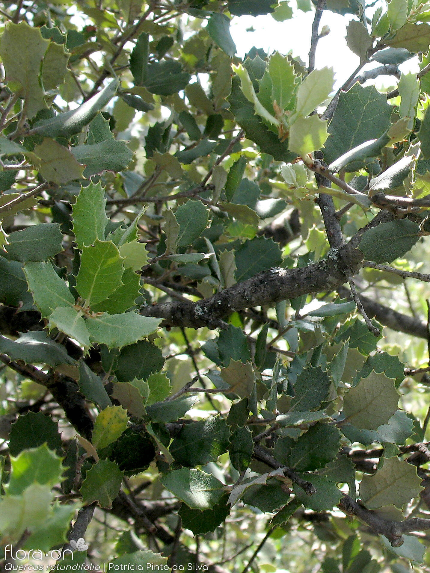 Quercus rotundifolia - Ramo | Patrícia Pinto da Silva; CC BY-NC 4.0