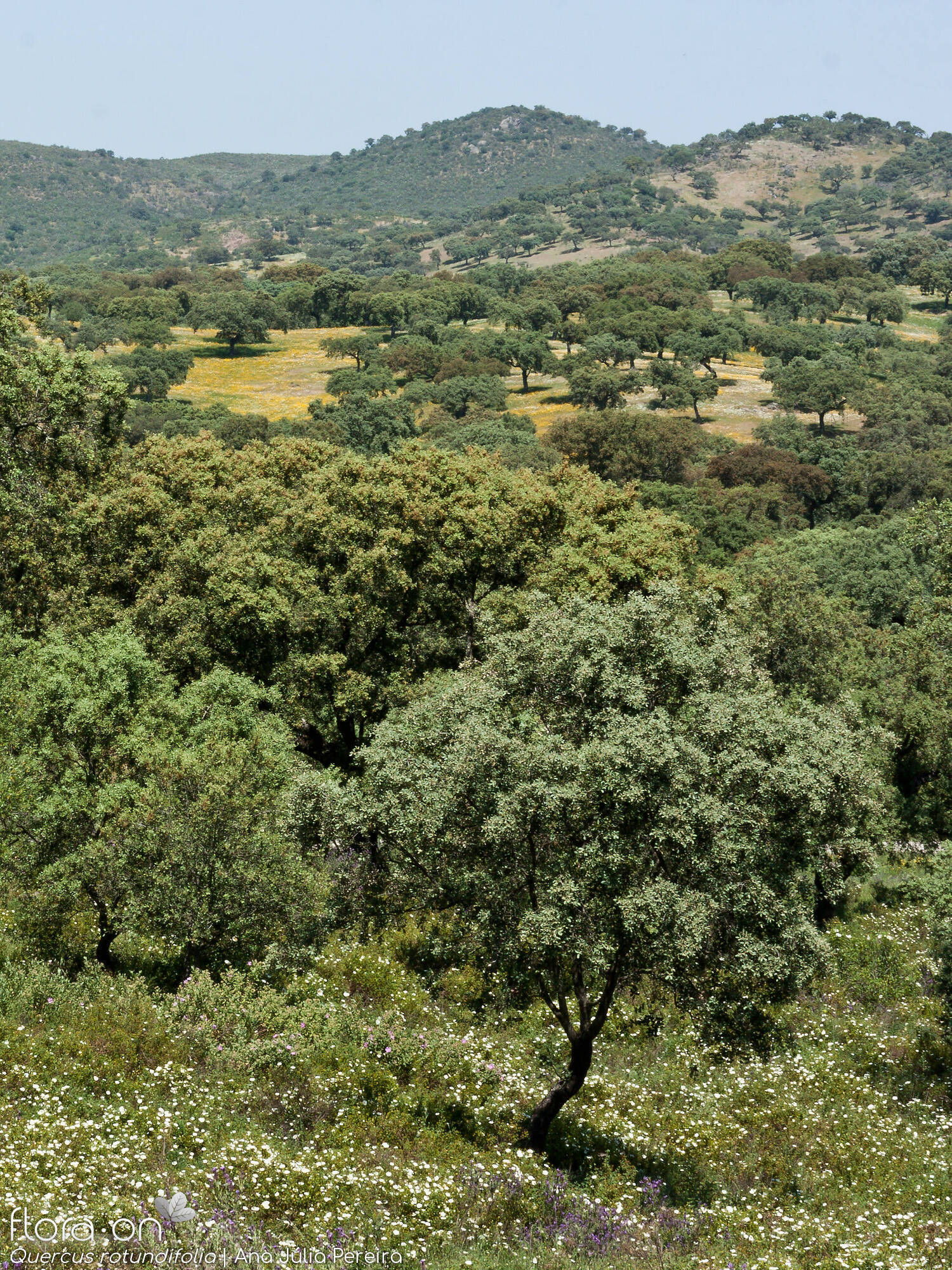 Quercus rotundifolia - Habitat | Ana Júlia Pereira; CC BY-NC 4.0