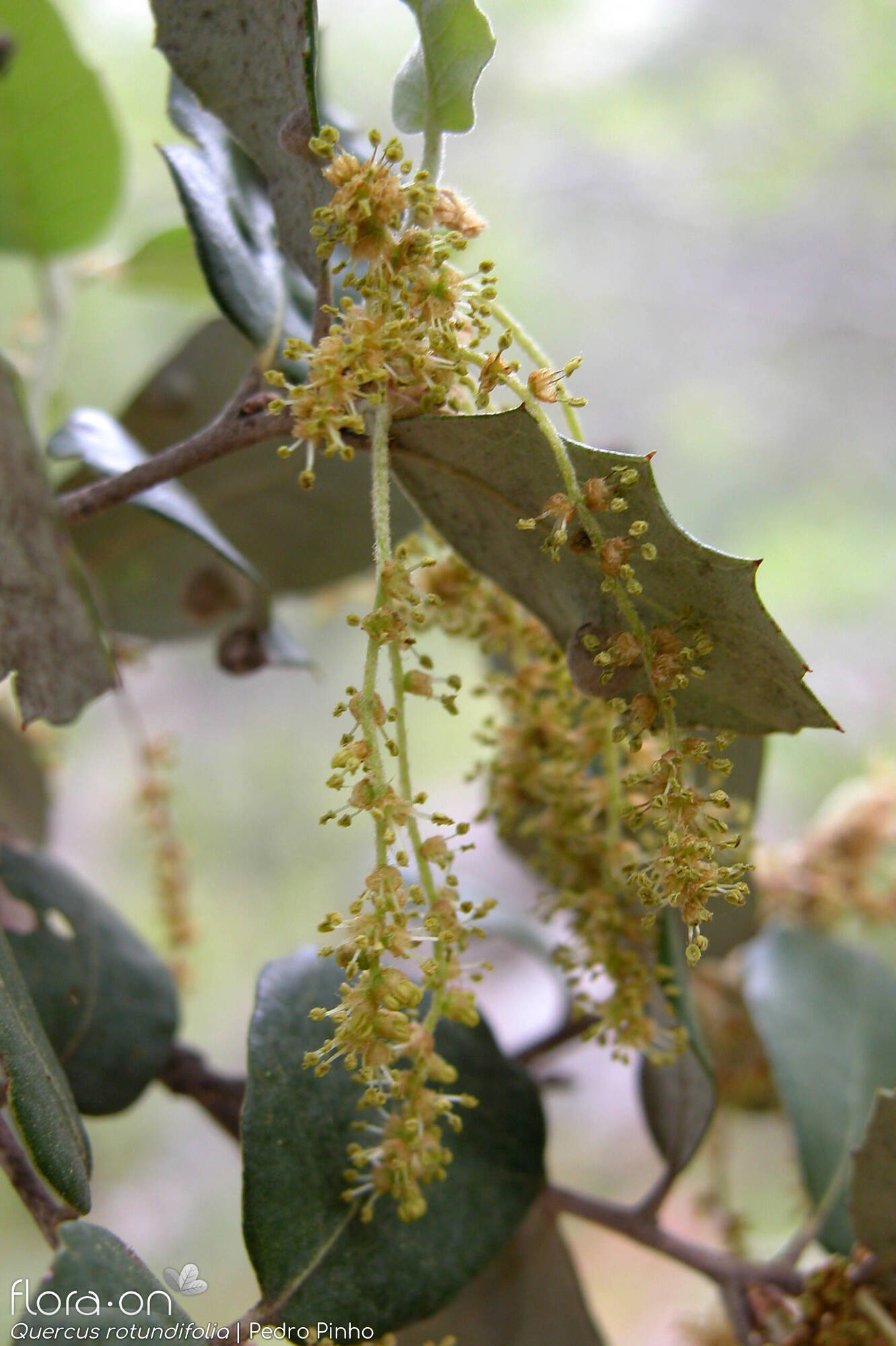 Quercus rotundifolia - Flor (close-up) | Pedro Pinho; CC BY-NC 4.0