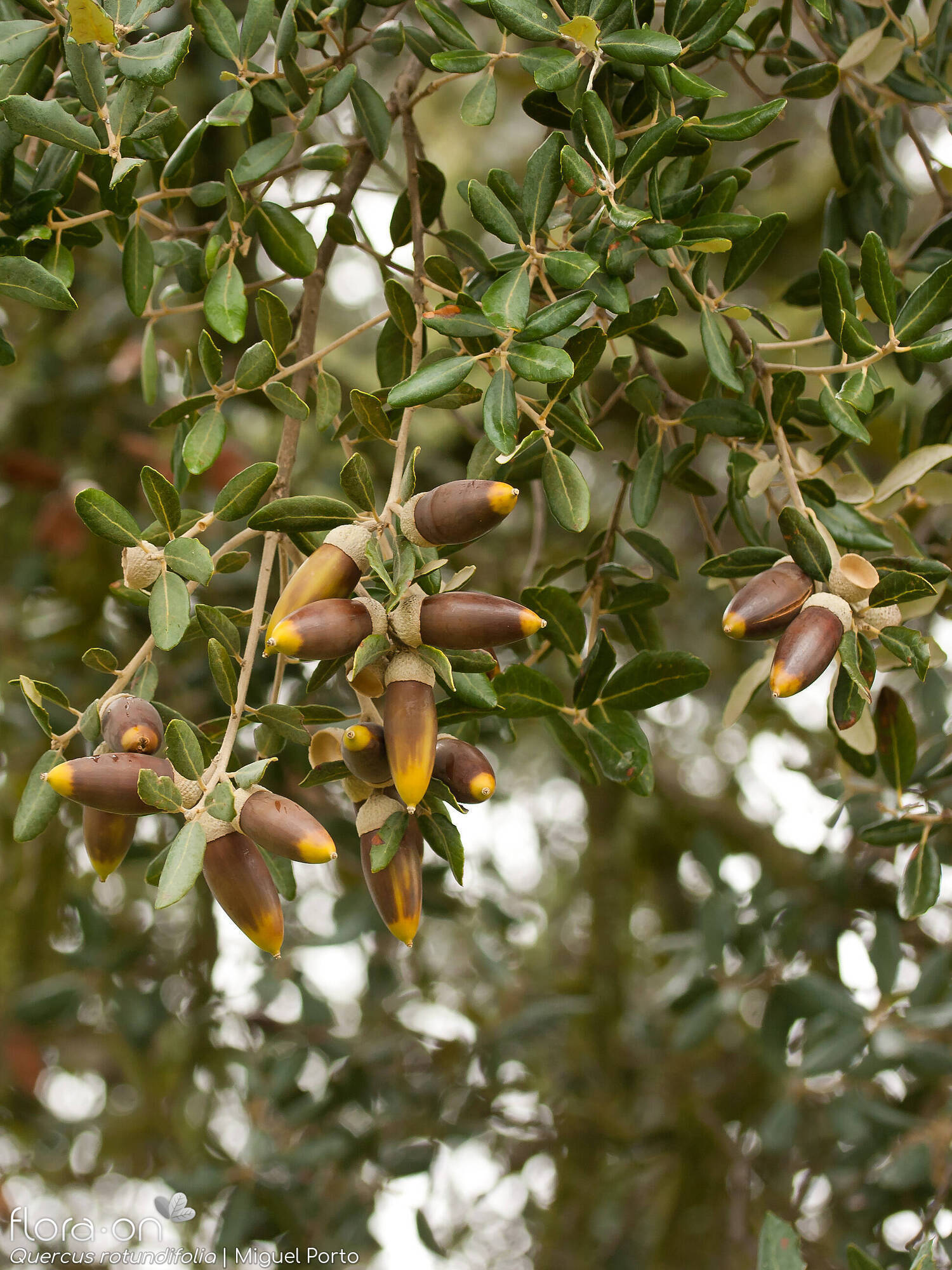 Quercus rotundifolia - Fruto | Miguel Porto; CC BY-NC 4.0