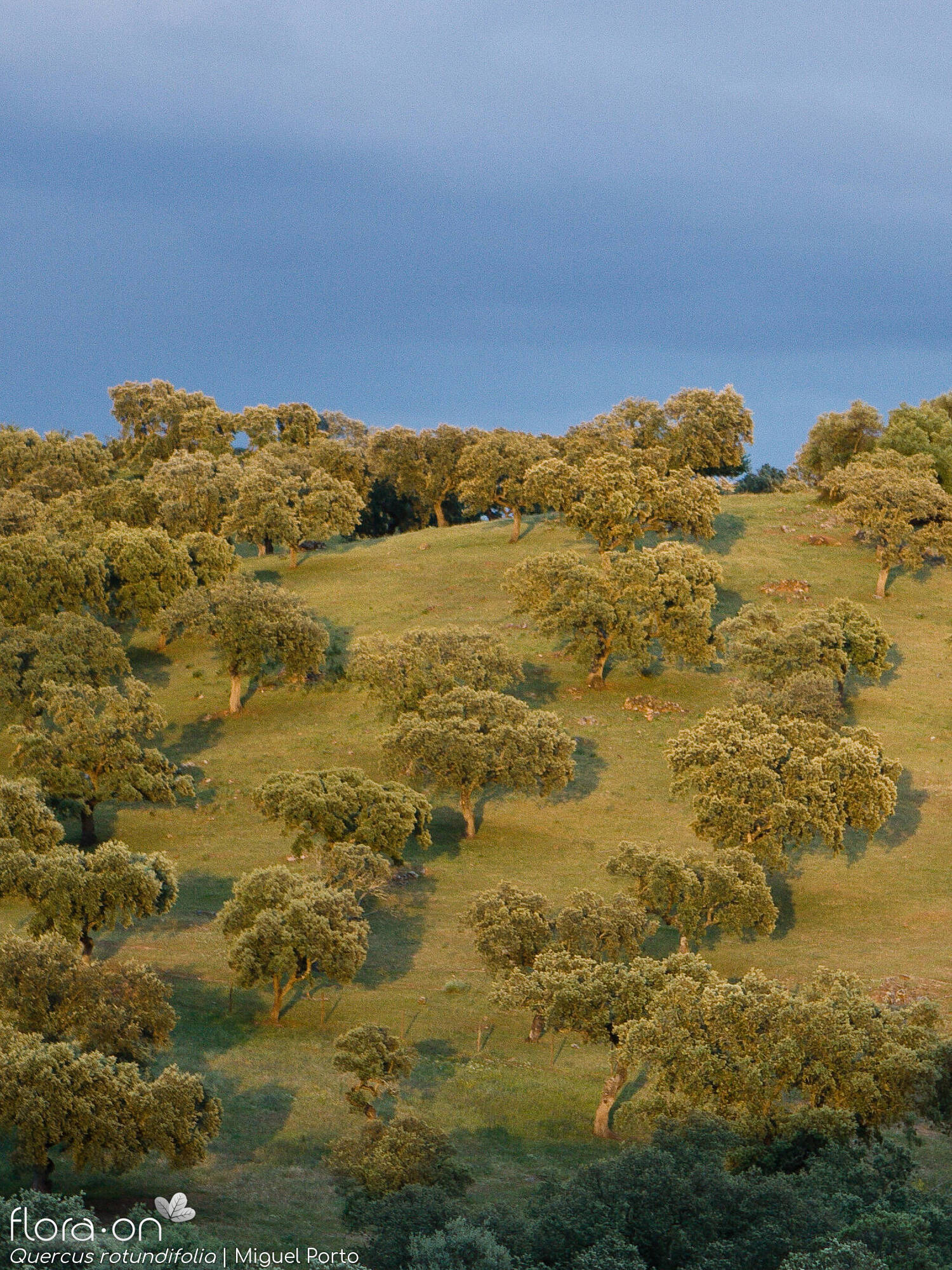 Quercus rotundifolia - Habitat | Miguel Porto; CC BY-NC 4.0