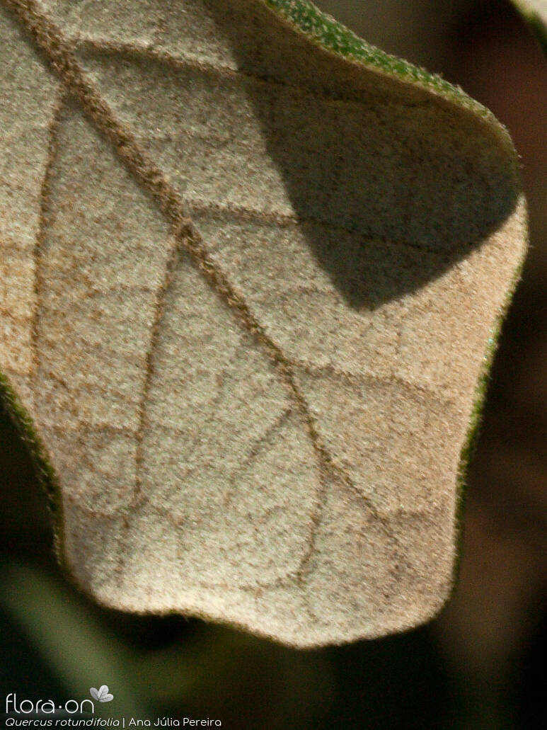 Quercus rotundifolia - Folha | Ana Júlia Pereira; CC BY-NC 4.0