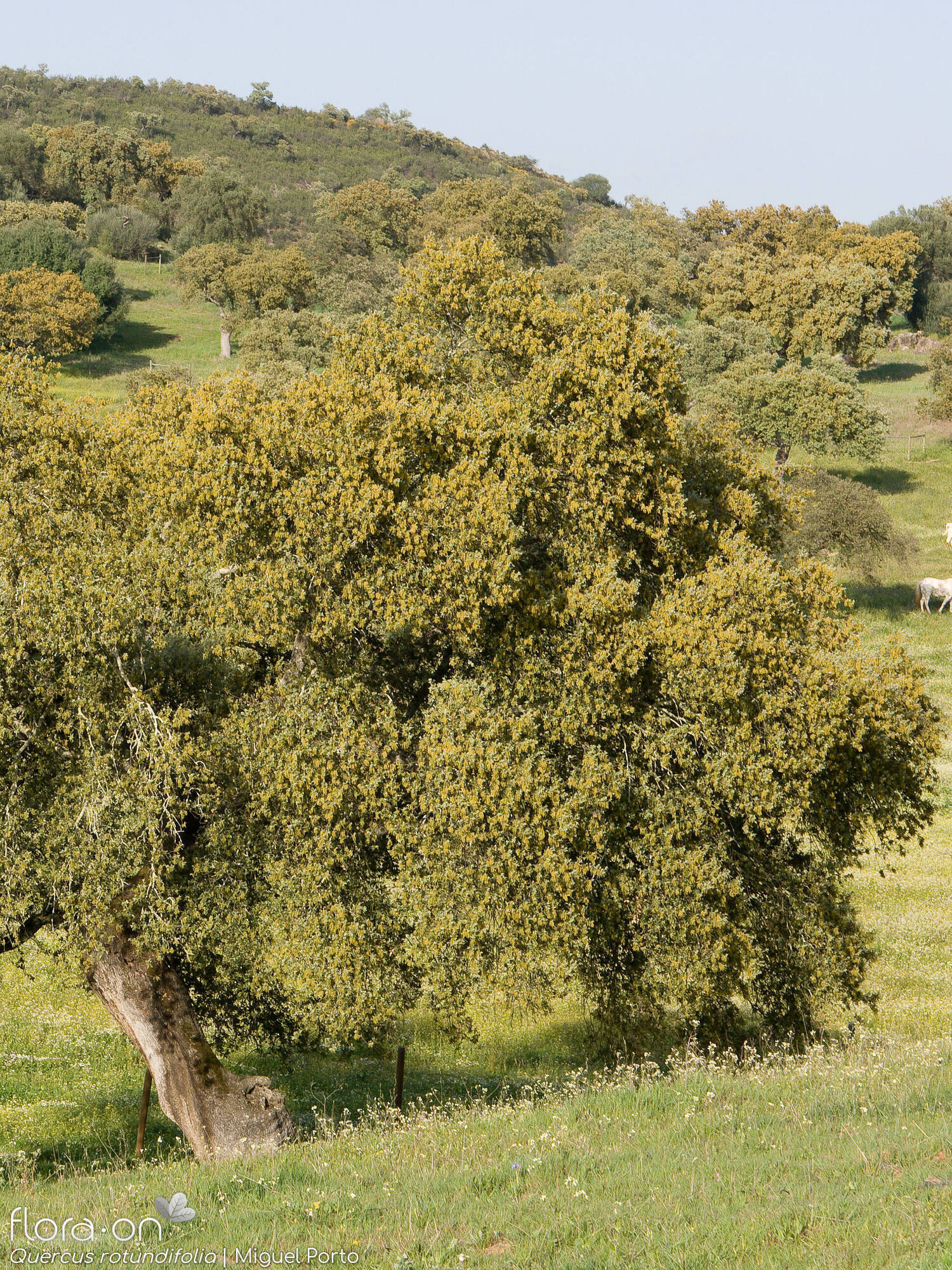 Quercus rotundifolia - Hábito | Miguel Porto; CC BY-NC 4.0