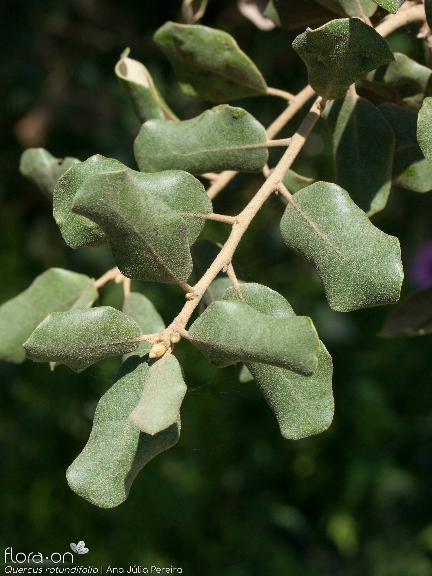 Quercus rotundifolia - Folha (geral) | Ana Júlia Pereira; CC BY-NC 4.0