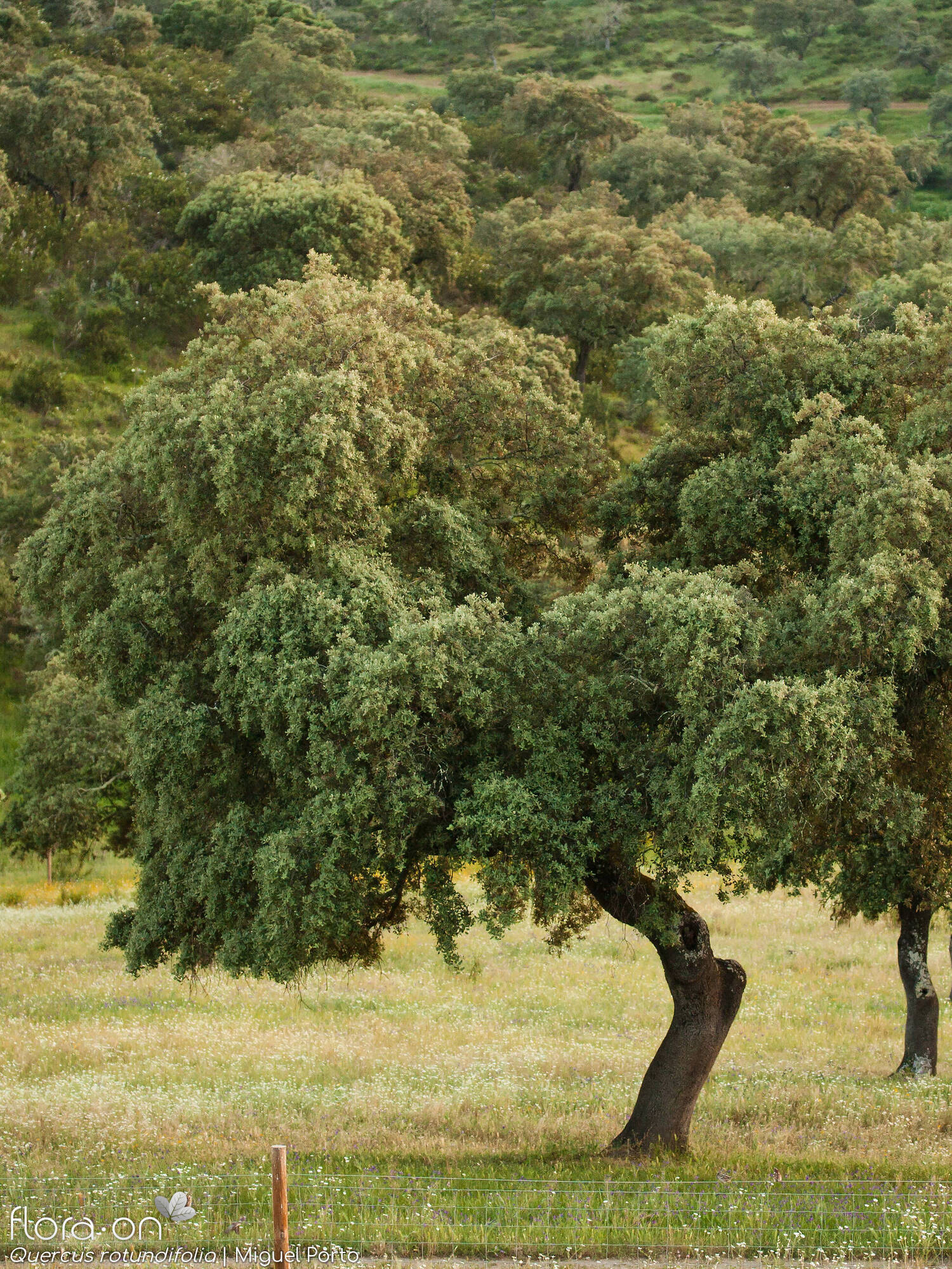 Quercus rotundifolia - Hábito | Miguel Porto; CC BY-NC 4.0